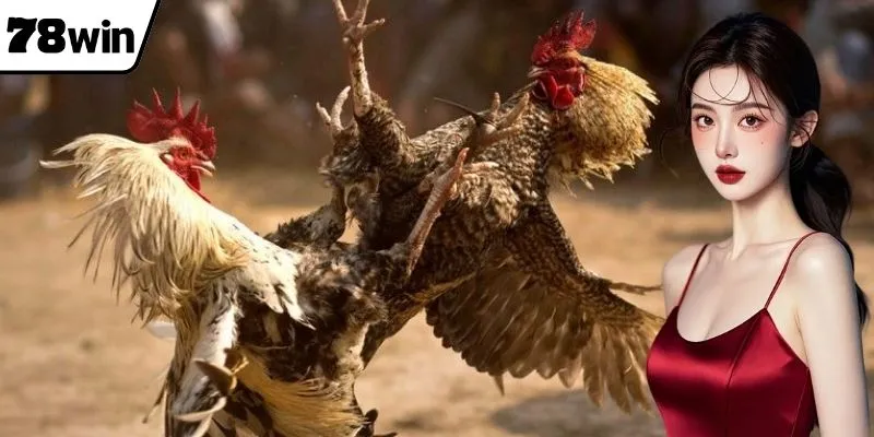 สนามชนไก่ 78WIN รวบรวมความหลงใหลในการเดิมพัน